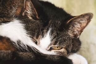酣睡的可爱猫咪