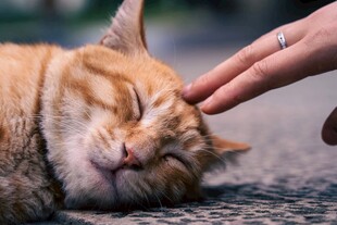 温柔抚摸下惬意的猫咪