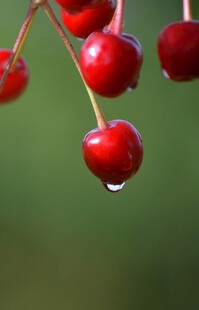 晶莹红樱桃挂水珠