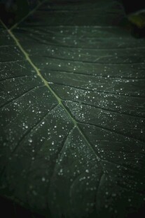 带水珠的深绿大叶片