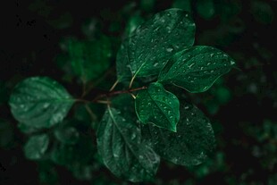 带水珠的翠绿叶片