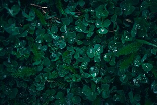 翠绿繁茂的植物叶片景观