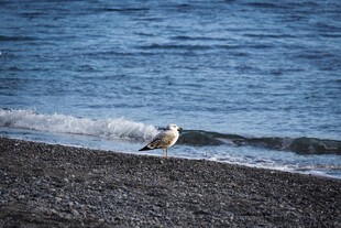海边沙滩上的孤独海鸥