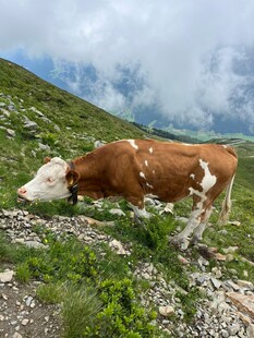 山坡上的奶牛