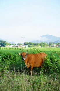 田野中的棕色牛