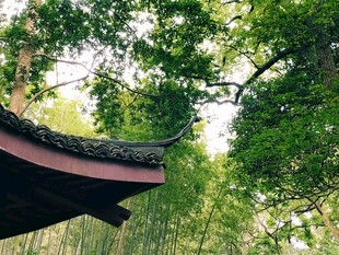 古屋檐下的葱郁竹林