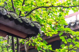 古屋檐下绿意盎然的景致