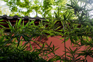 红墙绿植间的自然景致