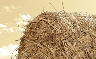金黄干草堆