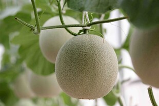 悬挂枝头的鲜嫩甜瓜