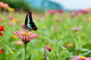蝶舞花丛间