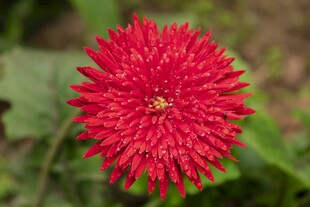 艳丽红色菊花特写