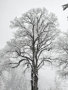 冬雪 树桂