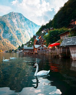 湖畔天鹅与山水美景