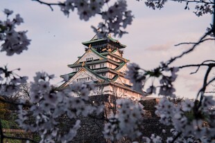 大阪城樱花美景