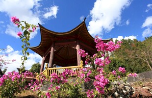 古亭繁花映蓝天