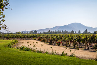 田园风光中的葡萄种植园