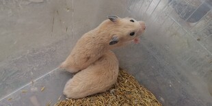 两只仓鼠依偎在稻草上