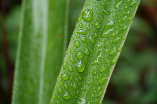 露水