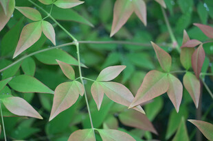 嫩绿泛红的植物枝叶