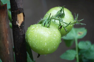青嫩番茄挂于枝桠间