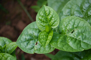 木耳菜 藤菜 豆腐菜 落葵 