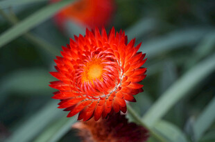 麦秆菊 蜡菊  脆菊 