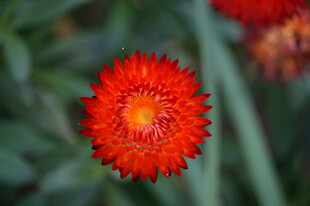 麦秆菊 蜡菊  脆菊 