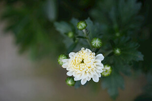 白色菊花 雏菊花朵  