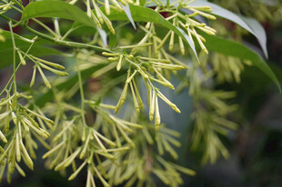 金黄枝叶的植物特写