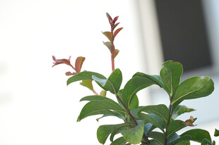 翠绿带红边的清新植物