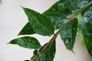 带水珠的翠绿植物枝叶