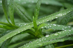 带露珠的翠绿植物叶片