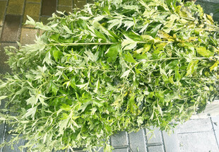 艾草