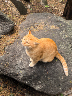 泰山上的橘猫