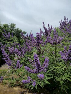 紫色花丛绽放美丽瞬间