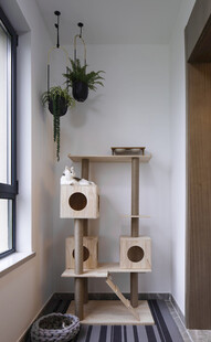 简约风室内猫爬架与绿植
