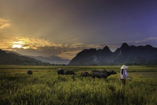 草原牧归景
