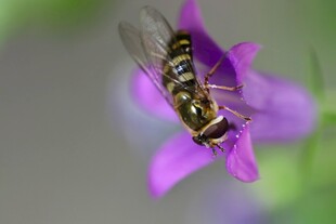 蜜蜂采蜜