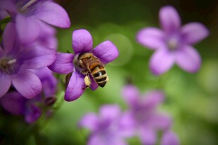 蜜蜂采蜜于风铃花