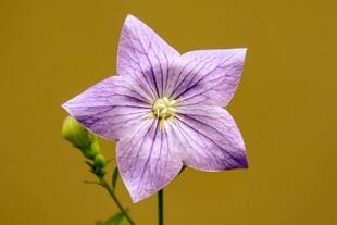 紫色风铃花