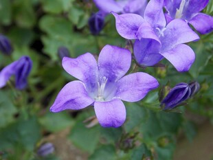 紫色风铃花绽放