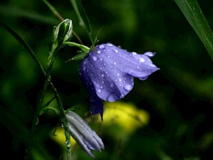 紫铃花