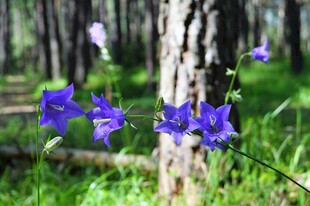 林间蓝铃花绽放