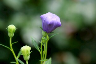 紫色桔梗花绽放