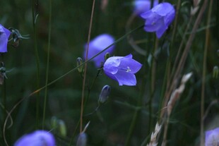 蓝铃花绽放于草丛间