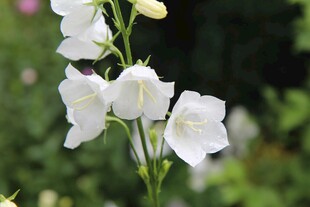 白色风铃花绽放