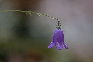 紫色风铃花特写