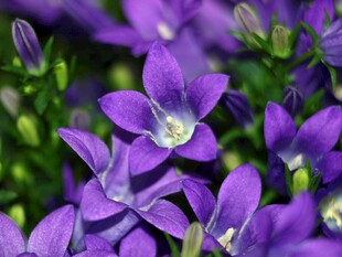 紫色风铃花绽放