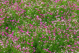 格桑花花海